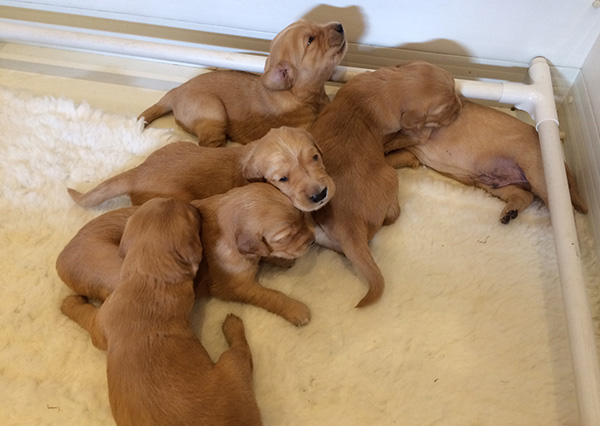 Wadesmill Daffodil gundog puppies