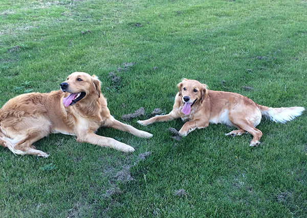 Wadesmill Daffodil and Wadesmill Sacome gundogs