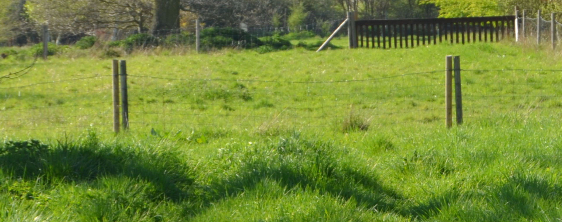 Dog jumps in Hertfordshire