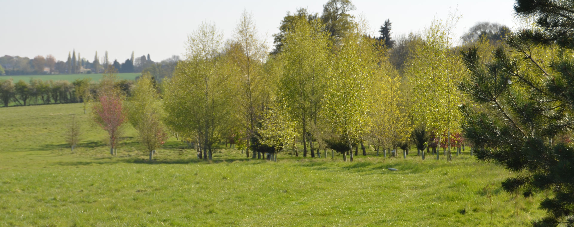 Arboratum in Hertfordshire