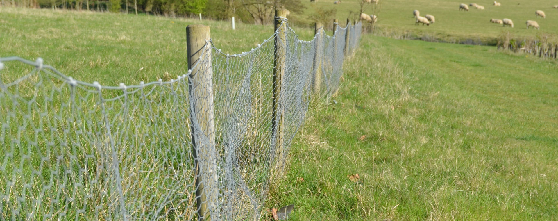 Fenced enclosures at Rickneys in Hertford