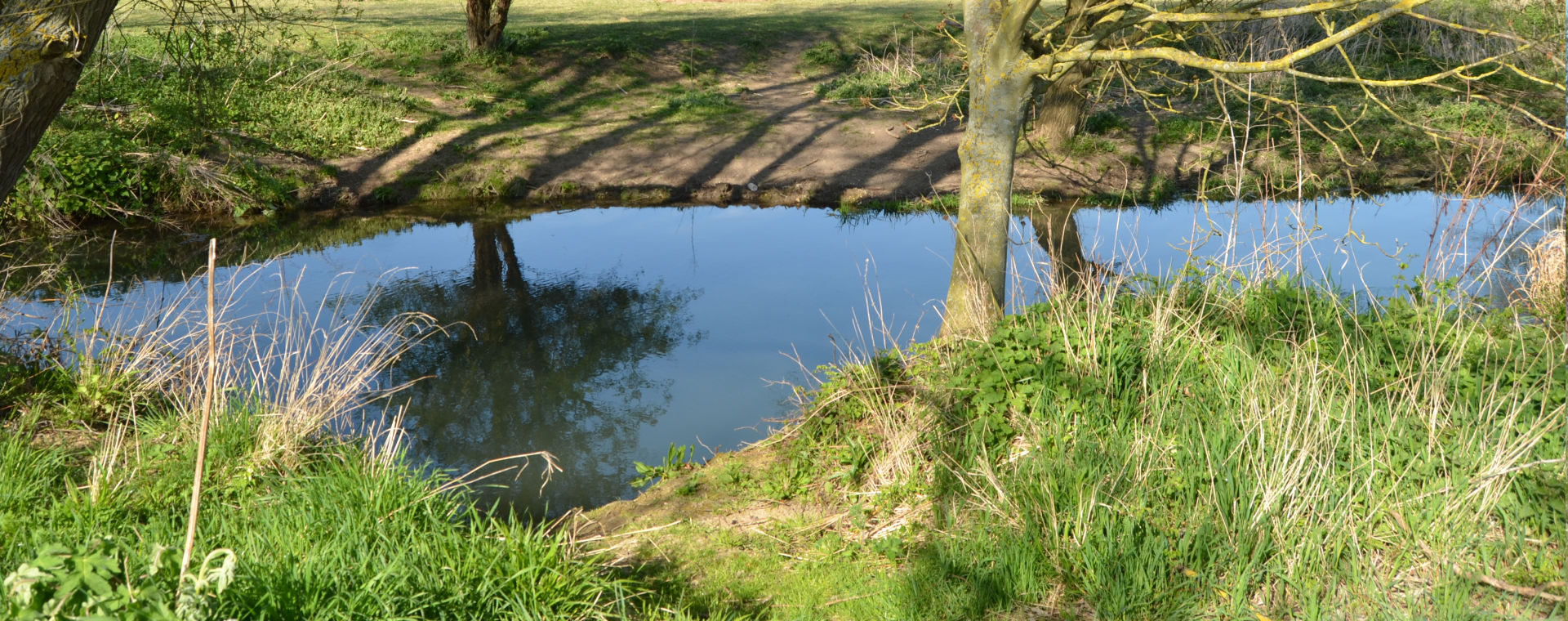 Water dog training in Hertford