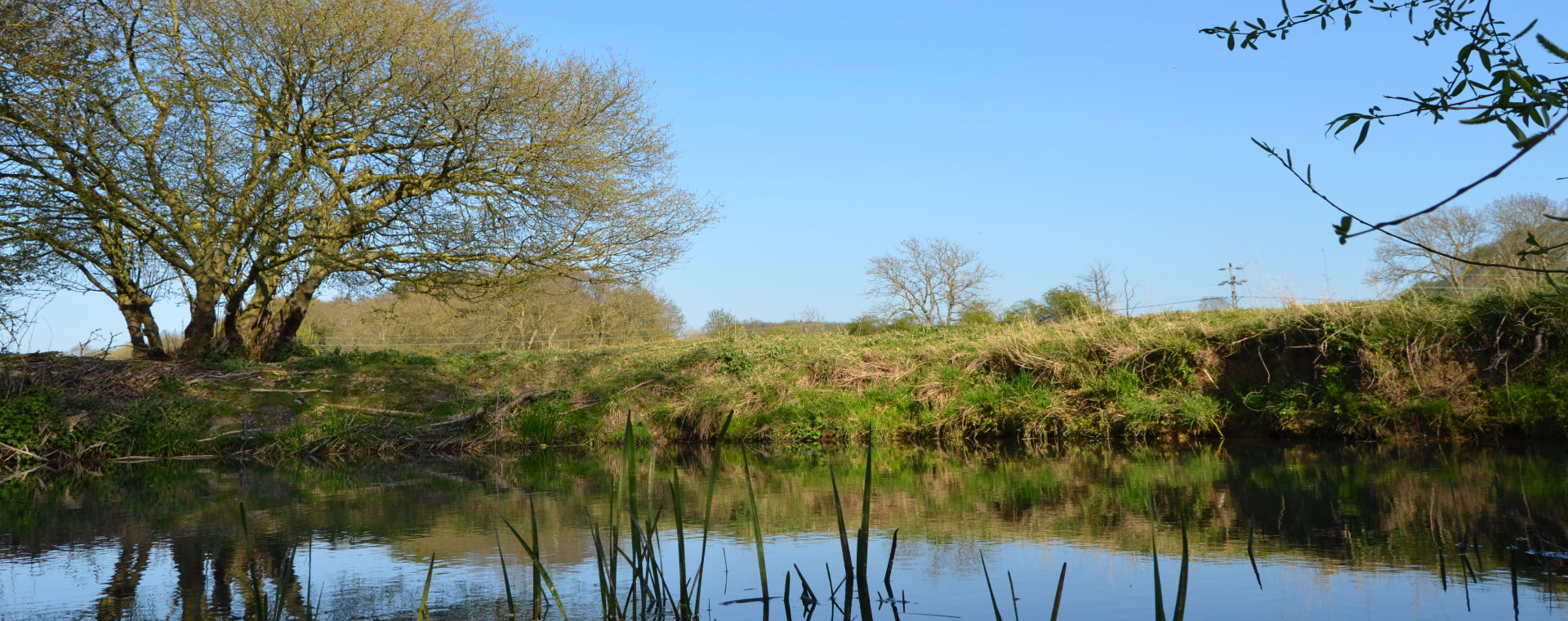 Water exit training for dogs in Hertfordshire