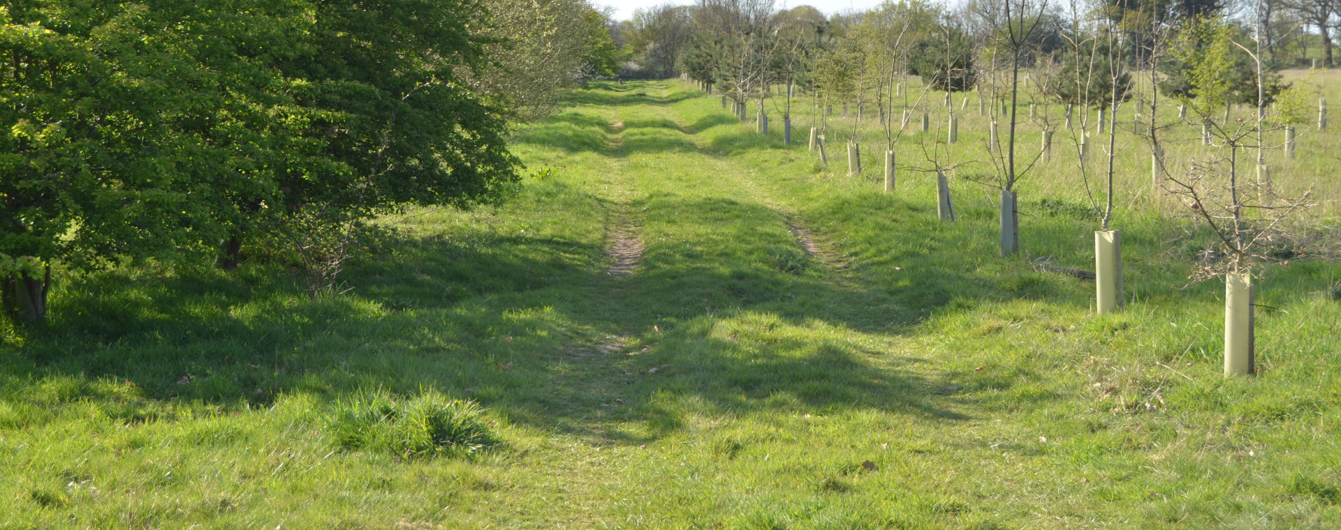 Track Training for gun dogs in Hertford